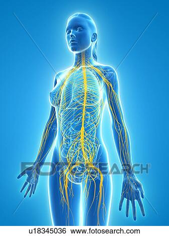 Nervous system, artwork View Large Illustration Stock Illustration - Nervous system, artwork. Fotosearch