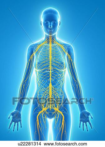 Stock Illustration - Nervous system, artwork. Fotosearch