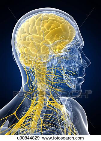 Stock Illustration - Nervous system, artwork. Fotosearch