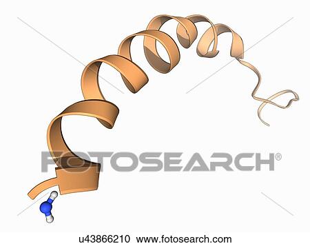 Neuropeptide Y neurotransmitter molecule View Large Illustration Clipart - Neuropeptide Y neurotransmitter molecule. Fotosearch
