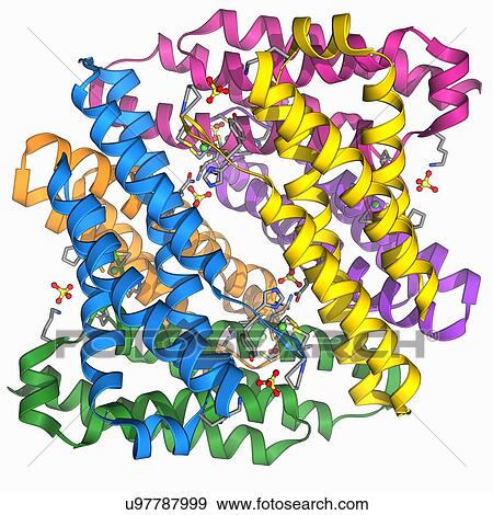 Nickel-containing superoxide dismutase View Large Illustration Stock Illustration - Nickel-containing superoxide dismutase. Fotosearch
