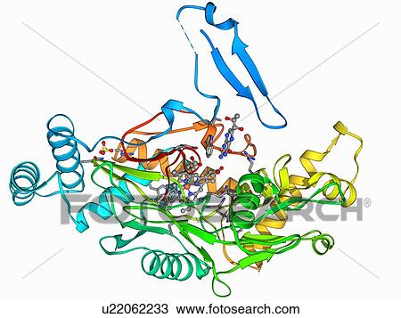 Nitric oxide synthase molecule View Large Illustration Drawing - Nitric oxide synthase molecule. Fotosearch