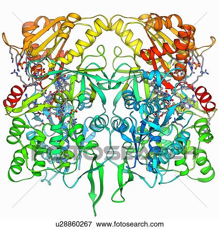 Nitric oxide synthase molecule View Large Illustration Stock Illustration - Nitric oxide synthase molecule. Fotosearch