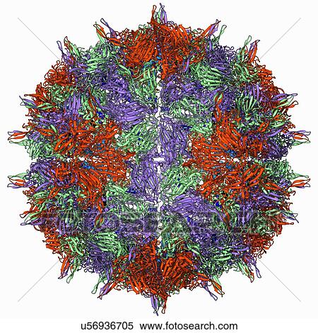 Nodamura virus capsid, molecular model View Large Illustration Stock Illustration - Nodamura virus capsid, molecular model. Fotosearch