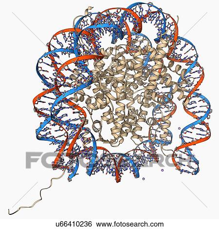Stock Illustration - Nucleosome molecule. Fotosearch