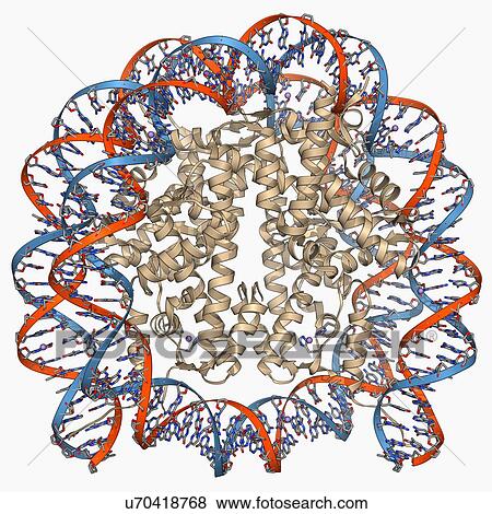 Nucleosome molecule View Large Illustration Stock Illustration - Nucleosome molecule. Fotosearch