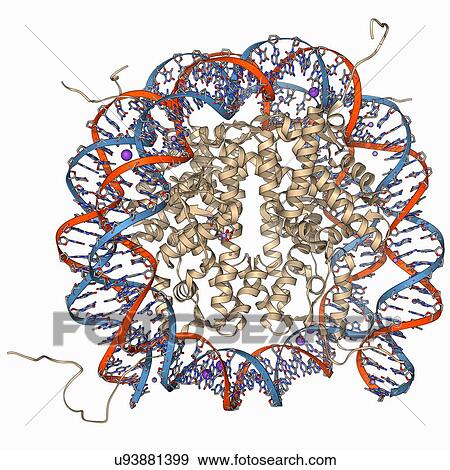 Stock Illustration - Nucleosome molecule. Fotosearch