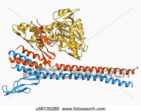 Clipart - Nucleotide exchange factor. Fotosearch