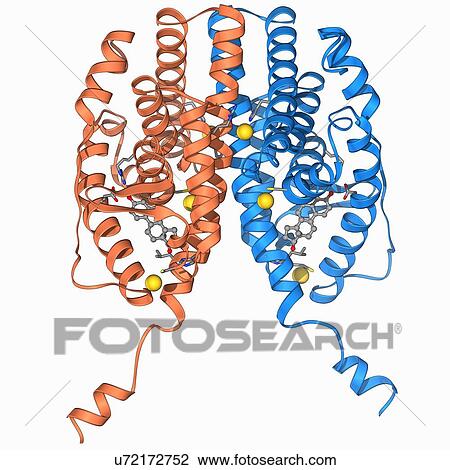 Oestrogen receptor and oestradiol View Large Illustration Drawing - Oestrogen receptor and oestradiol. Fotosearch