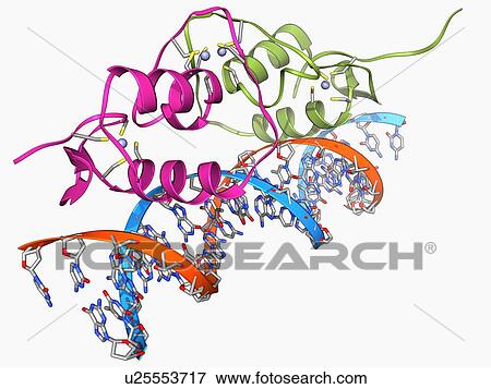 Oestrogen receptor bound to DNA View Large Illustration Stock Illustration - Oestrogen receptor bound to DNA. Fotosearch