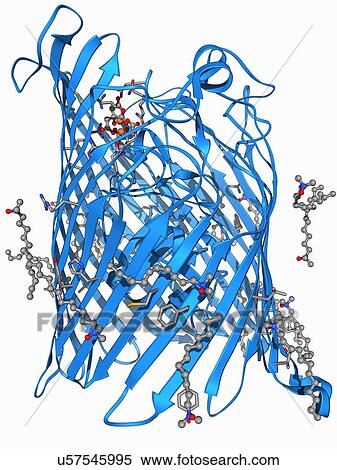 Outer membrane receptor protein molecule View Large Illustration Stock Illustration - Outer membrane receptor protein molecule. Fotosearch