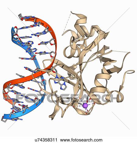 Clip Art - Oxoguanine glycosylase complex. Fotosearch