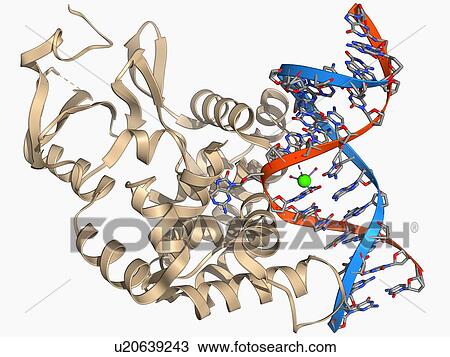 Drawing - Oxoguanine glycosylase complex. Fotosearch