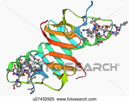 Oxytocin and carrier protein View Large Illustration Stock Illustration - Oxytocin and carrier protein. Fotosearch