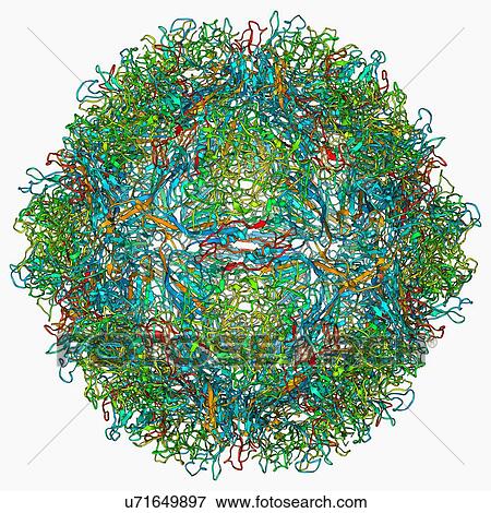 Parvovirus particle, molecular model View Large Illustration Stock Illustration - Parvovirus particle, molecular model. Fotosearch