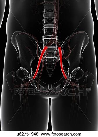 Stock Illustration - Pelvic arteries, artwork. Fotosearch