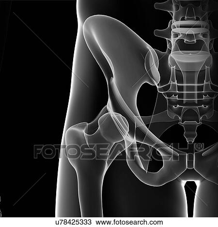 Drawing - Pelvis anatomy, artwork. Fotosearch