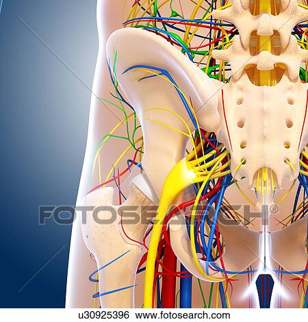 Pelvis anatomy, artwork View Large Illustration Stock Illustration - Pelvis anatomy, artwork. Fotosearch