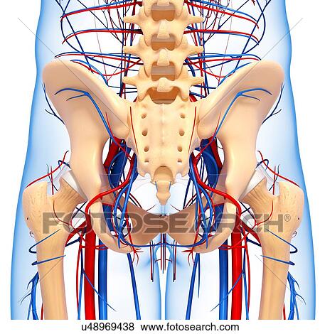 Stock Illustration - Pelvis anatomy, artwork. Fotosearch