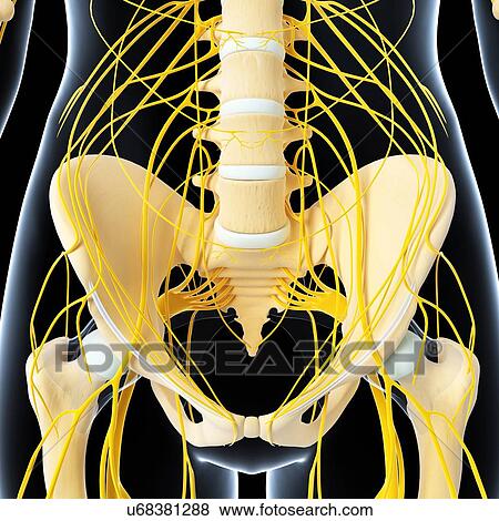 Stock Illustration - Pelvis anatomy, artwork. Fotosearch