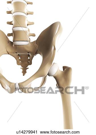 Clip Art - Pelvis bones, artwork. Fotosearch