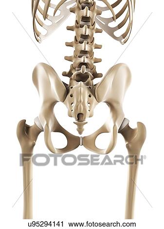 Pelvis bones, artwork View Large Illustration Clip Art - Pelvis bones, artwork. Fotosearch