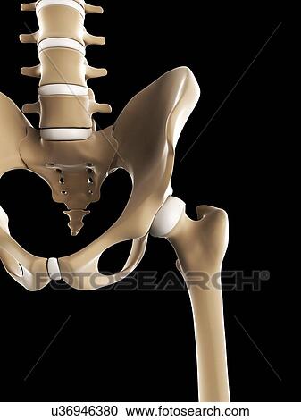 Pelvis bones, artwork View Large Illustration Clipart - Pelvis bones, artwork. Fotosearch
