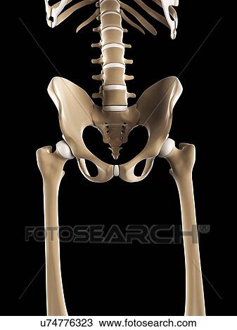 Pelvis bones, artwork View Large Illustration Drawing - Pelvis bones, artwork. Fotosearch