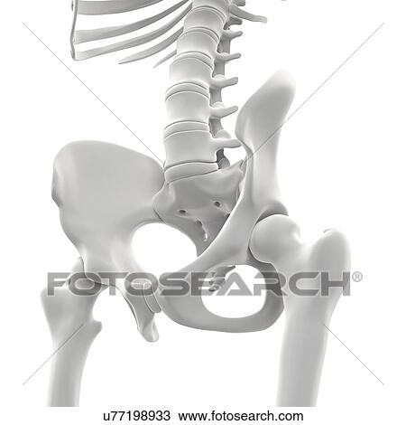 Drawing - Pelvis bones, artwork. Fotosearch