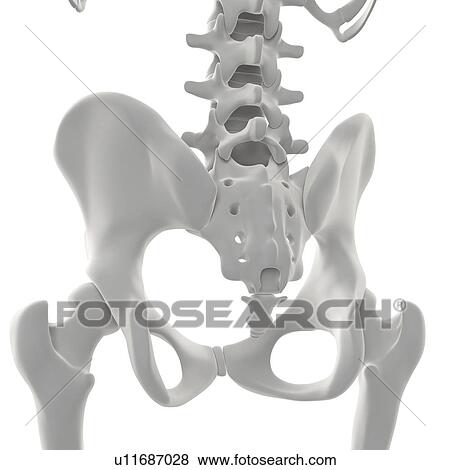 Stock Illustration - Pelvis bones, artwork. Fotosearch