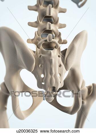 Pelvis bones, artwork View Large Illustration Stock Illustration - Pelvis bones, artwork. Fotosearch