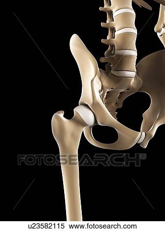 Pelvis bones, artwork View Large Illustration Stock Illustration - Pelvis bones, artwork. Fotosearch