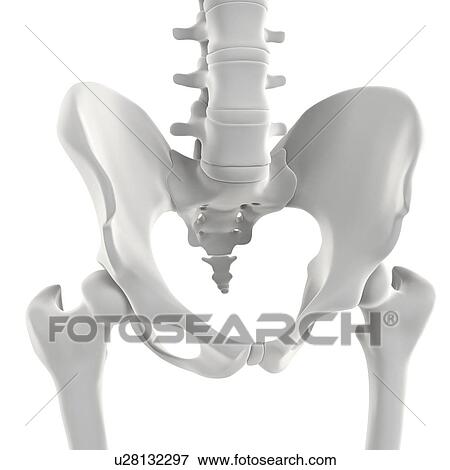 Stock Illustration - Pelvis bones, artwork. Fotosearch