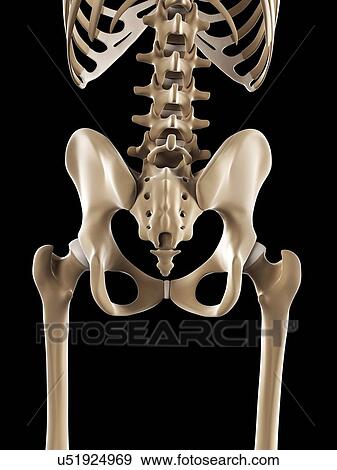 Pelvis bones, artwork View Large Illustration Stock Illustration - Pelvis bones, artwork. Fotosearch