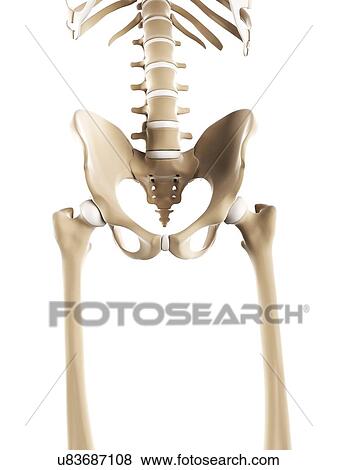Stock Illustration - Pelvis bones, artwork. Fotosearch