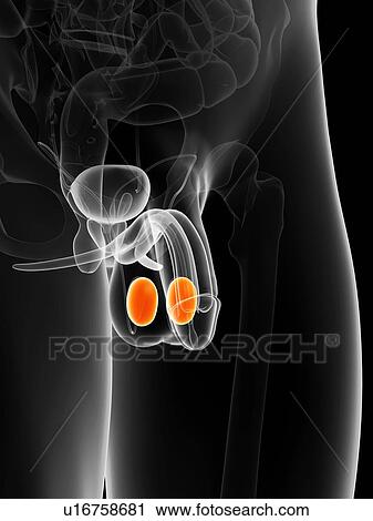 Penis anatomy, artwork View Large Illustration Clip Art - Penis anatomy, artwork. Fotosearch