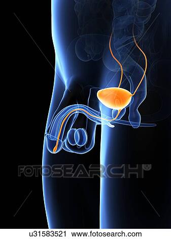 Penis anatomy, artwork View Large Illustration Clip Art - Penis anatomy, artwork. Fotosearch
