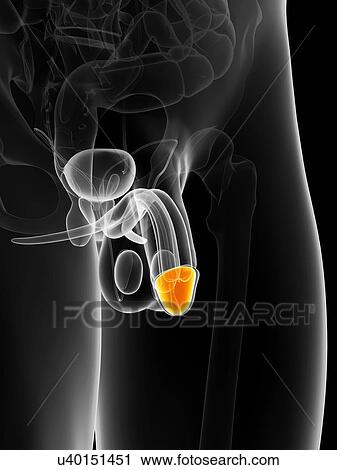 Clip Art - Penis anatomy, artwork. Fotosearch