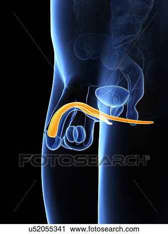 Clip Art - Penis anatomy, artwork. Fotosearch