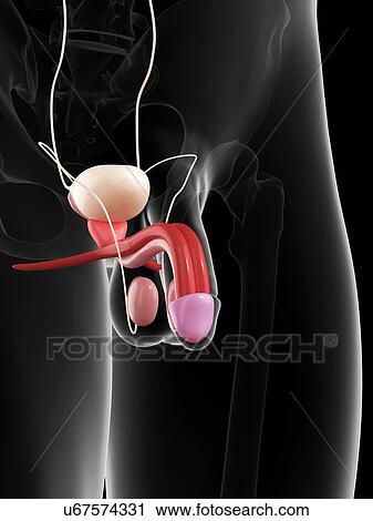 Penis anatomy, artwork View Large Illustration Clip Art - Penis anatomy, artwork. Fotosearch