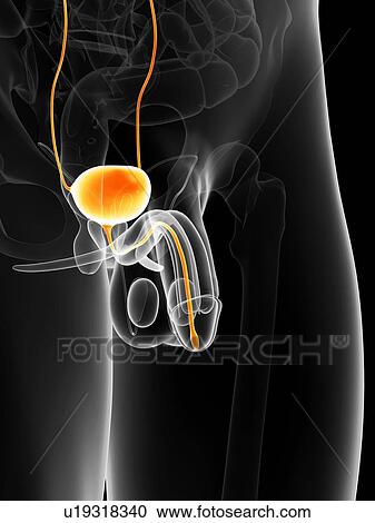 Clipart - Penis anatomy, artwork. Fotosearch
