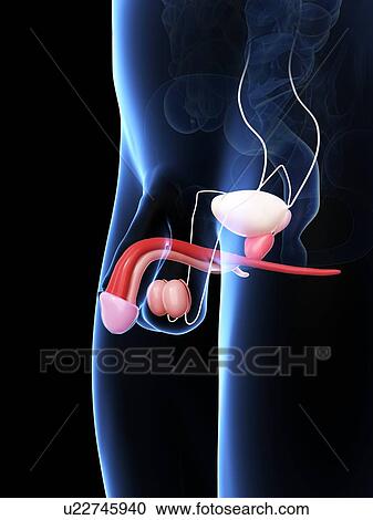 Penis anatomy, artwork View Large Illustration Clipart - Penis anatomy, artwork. Fotosearch