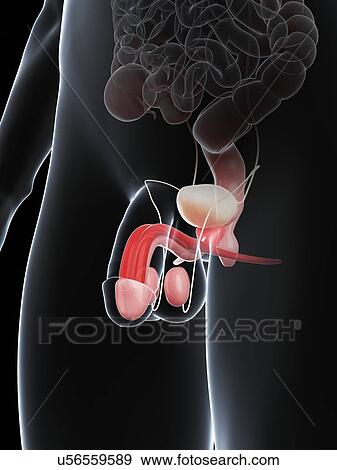 Stock Illustration - Penis anatomy, artwork. Fotosearch