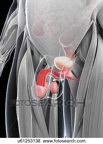 Stock Illustration - Penis anatomy, artwork. Fotosearch