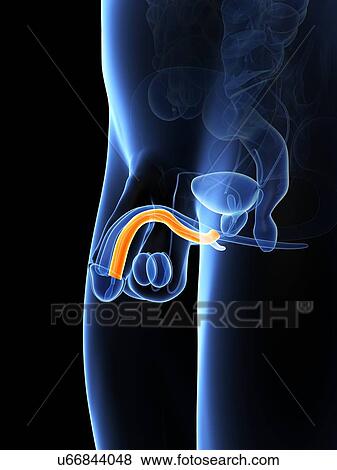 Stock Illustration - Penis anatomy, artwork. Fotosearch