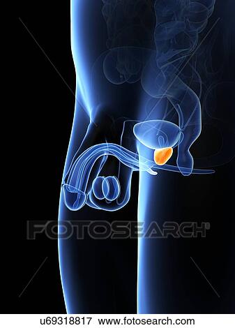 Penis anatomy, artwork View Large Illustration Stock Illustration - Penis anatomy, artwork. Fotosearch