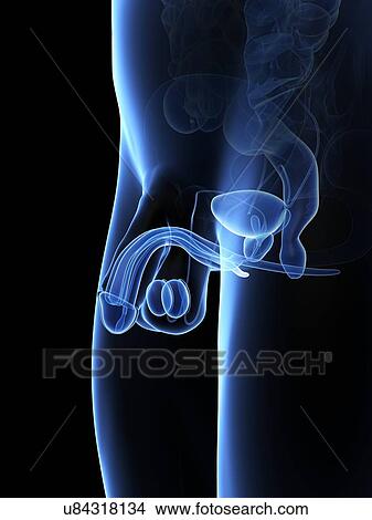 Stock Illustration - Penis anatomy, artwork. Fotosearch