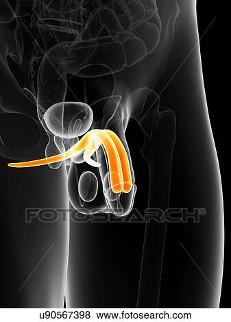 Penis anatomy, artwork View Large Illustration Stock Illustration - Penis anatomy, artwork. Fotosearch