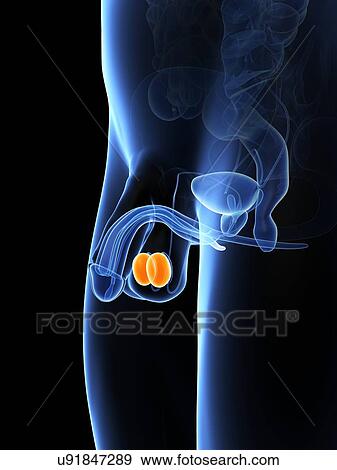 Penis anatomy, artwork View Large Illustration Stock Illustration - Penis anatomy, artwork. Fotosearch