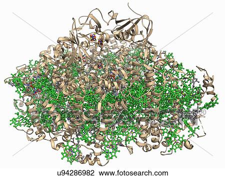 Photosystem I molecule View Large Illustration Drawing - Photosystem I molecule. Fotosearch